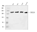 Anti-UBE2O Antibody Picoband® Boster Bio