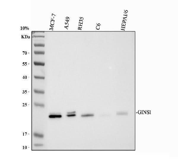 Anti-GINS1 Antibody Picoband® Boster Bio