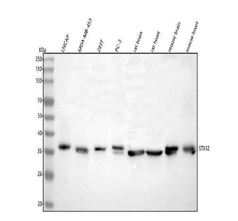 Anti-Syntaxin 12/STX12 Antibody Picoband® Boster Bio