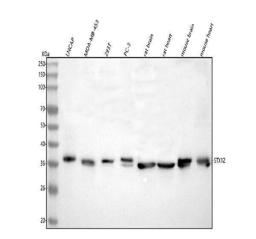 Anti-Syntaxin 12/STX12 Antibody Picoband® Boster Bio
