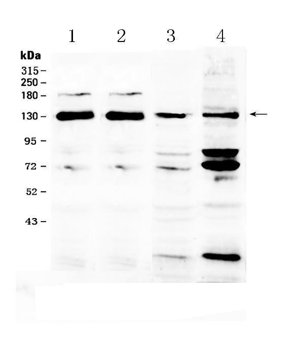Anti-NCKAP1 Antibody Picoband® Boster Bio