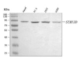 Anti-SEMA3D Antibody Picoband® Boster Bio