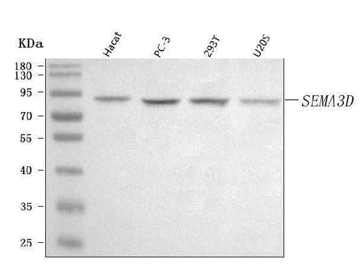 Anti-SEMA3D Antibody Picoband® Boster Bio