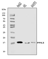 Anti-PPIL3 Antibody Picoband® Boster Bio