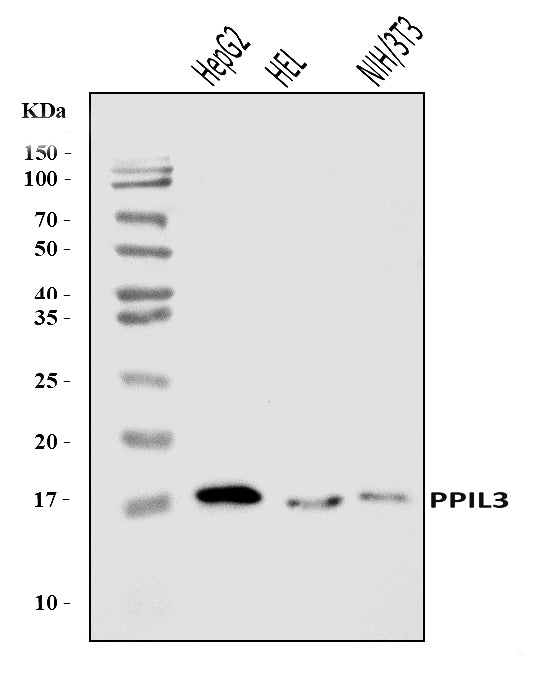 Anti-PPIL3 Antibody Picoband® Boster Bio