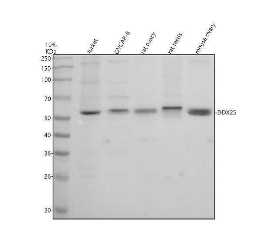 Anti-DDX25 Antibody Picoband® Boster Bio