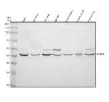Anti-PSMC6 Antibody Picoband® Boster Bio