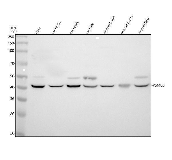 Anti-PSMC6 Antibody Picoband® Boster Bio
