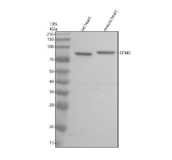 Anti-EMG1 Antibody Picoband® Boster Bio