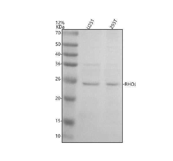 Anti-RHOJ Antibody Picoband® Boster Bio
