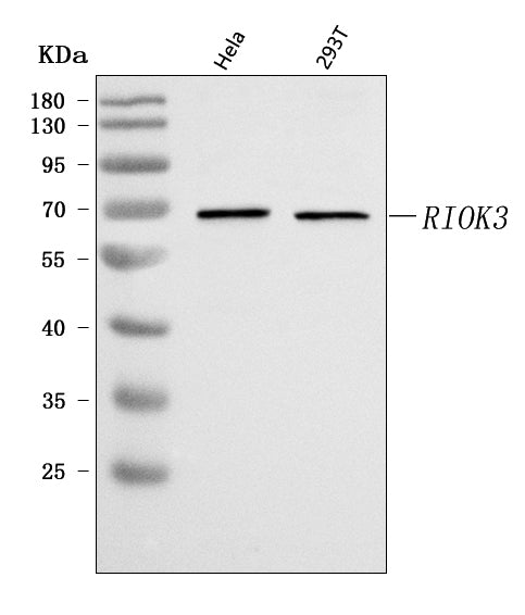 Anti-RIOK3 Antibody Picoband® Boster Bio