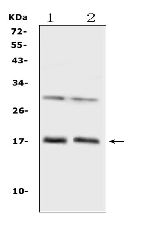 Anti-IL1F10 Antibody Picoband® Boster Bio