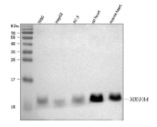 Anti-NDUFA4 Antibody Picoband® Boster Bio