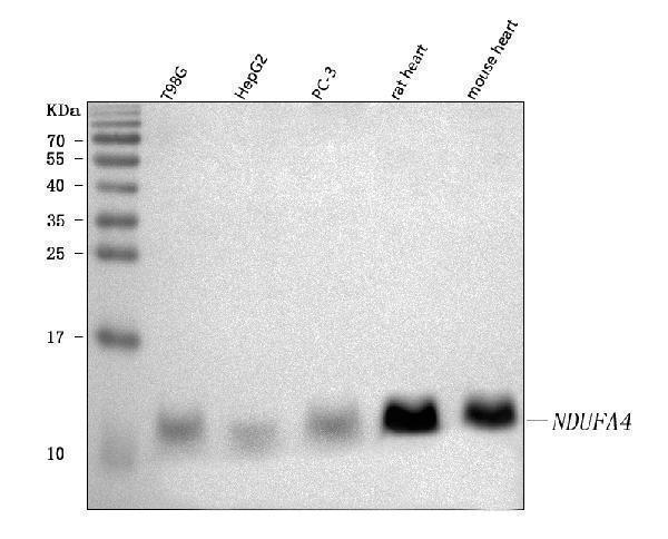 Anti-NDUFA4 Antibody Picoband® Boster Bio
