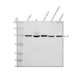 Anti-SP140 Antibody Picoband® Boster Bio