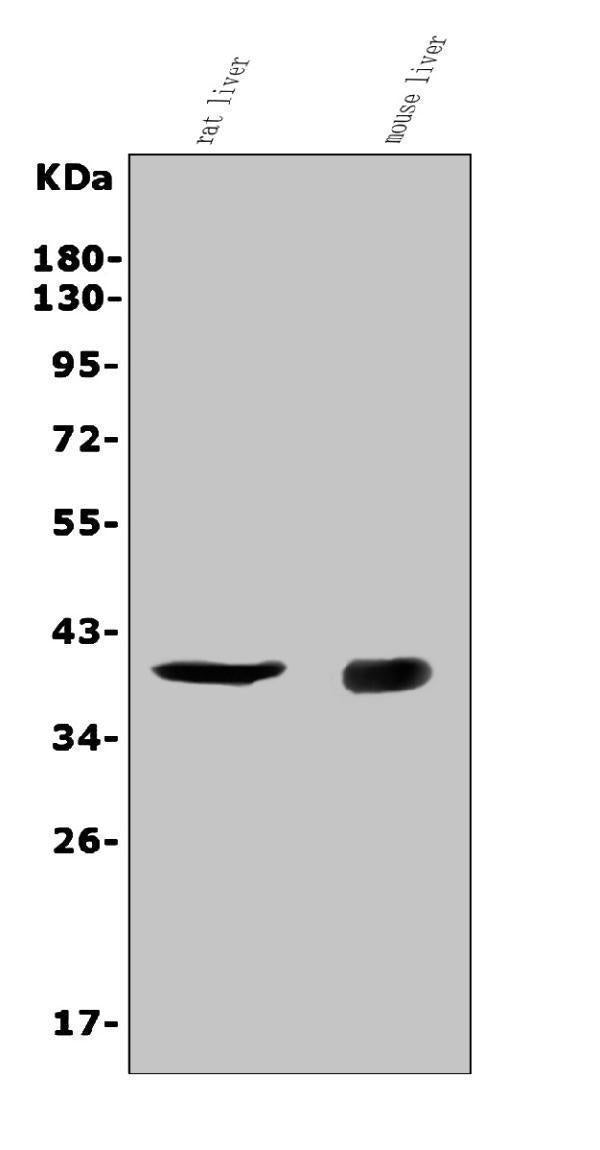 Anti-CD72 Antibody Picoband® Boster Bio