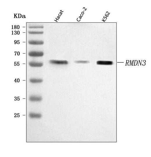 Anti-PTPIP51/RMDN3 Antibody Picoband® Boster Bio
