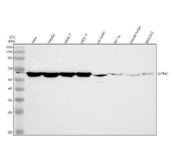 Anti-GPAA1 Antibody Picoband® Boster Bio