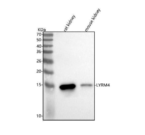Anti-LYRM4 Antibody Picoband® Boster Bio