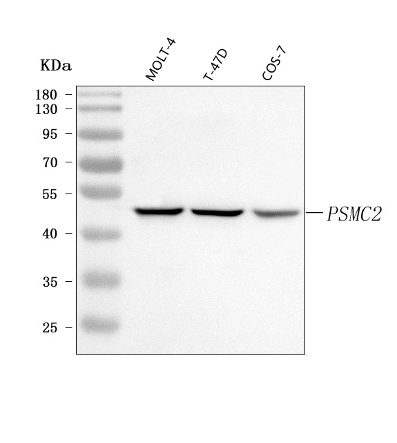 Anti-PSMC2 Antibody Picoband® Boster Bio