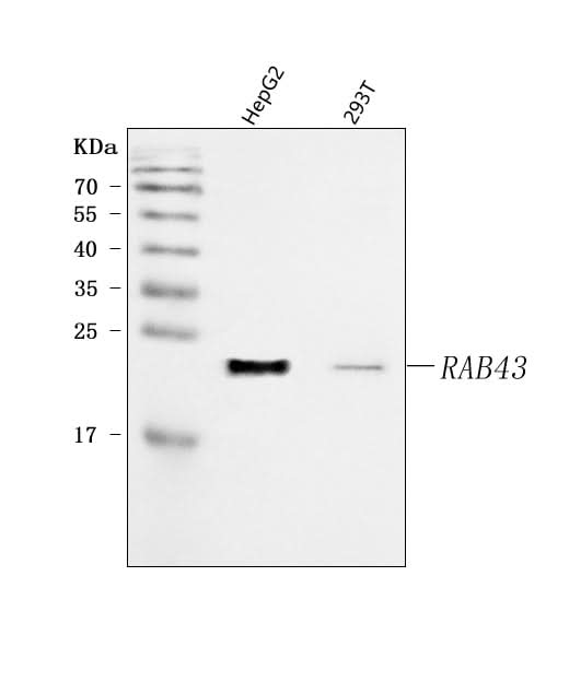 Anti-RAB43 Antibody Picoband® Boster Bio