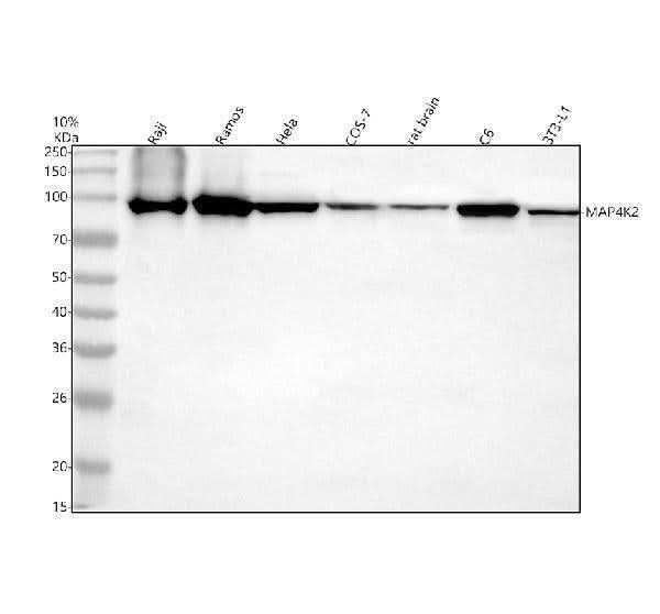 Anti-MAP4K2 Antibody Picoband® Boster Bio