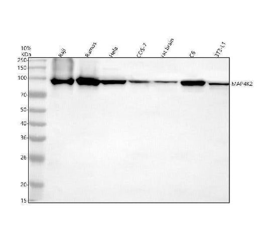 Anti-MAP4K2 Antibody Picoband® Boster Bio