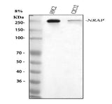 Anti-NRAP Antibody Picoband® Boster Bio