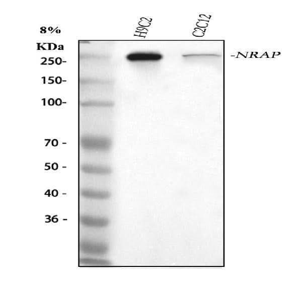 Anti-NRAP Antibody Picoband® Boster Bio