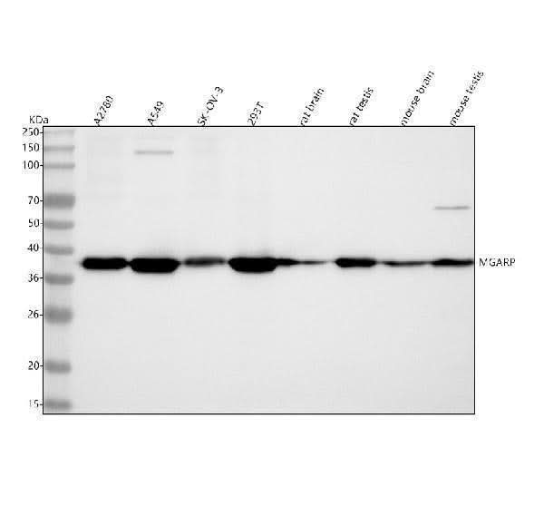 Anti-MGARP Antibody Picoband® Boster Bio