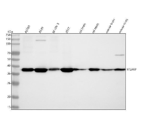 Anti-MGARP Antibody Picoband® Boster Bio
