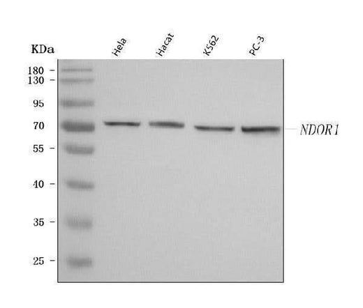 Anti-NR1/NDOR1 Antibody Picoband® Boster Bio