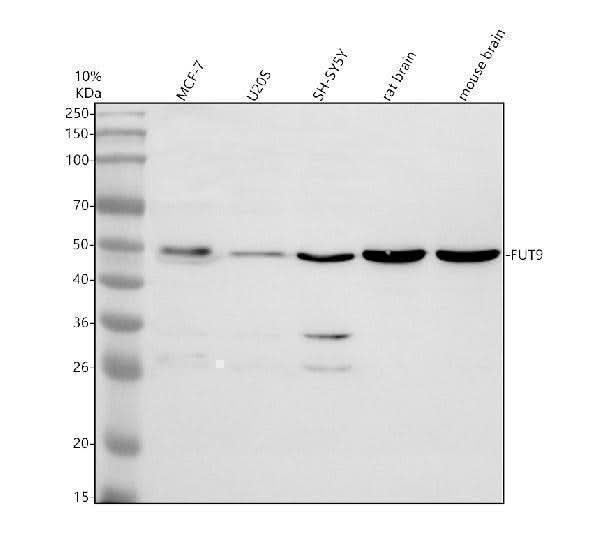 Anti-FUT9 Antibody Picoband® Boster Bio