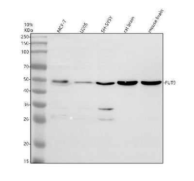 Anti-FUT9 Antibody Picoband® Boster Bio