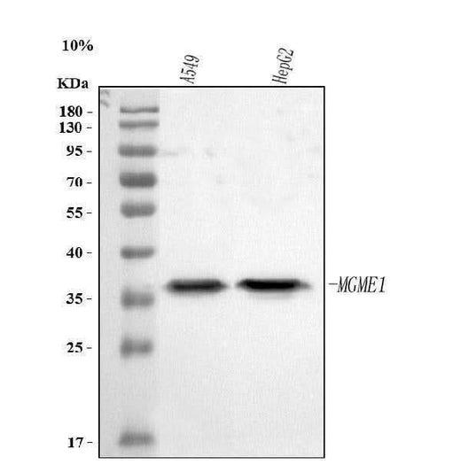 Anti-MGME1 Antibody Picoband® Boster Bio