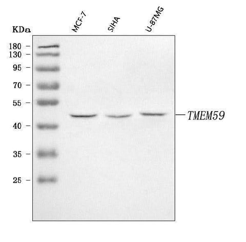 Anti-TMEM59 Antibody Picoband® Boster Bio