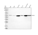 Anti-PIP4K2B Antibody Picoband® Boster Bio