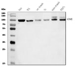 Anti-FAM129B/NIBAN2 Antibody Picoband® Boster Bio