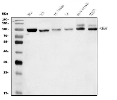 Anti-FAM129B/NIBAN2 Antibody Picoband® Boster Bio