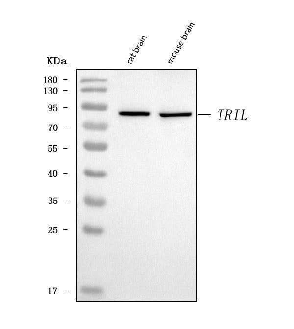Anti-TRIL Antibody Picoband® Boster Bio