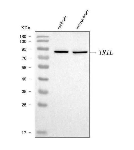 Anti-TRIL Antibody Picoband® Boster Bio