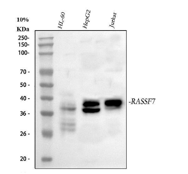 Anti-RASSF7 Antibody Picoband® Boster Bio