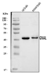 Anti-GNAL Antibody Picoband® Boster Bio