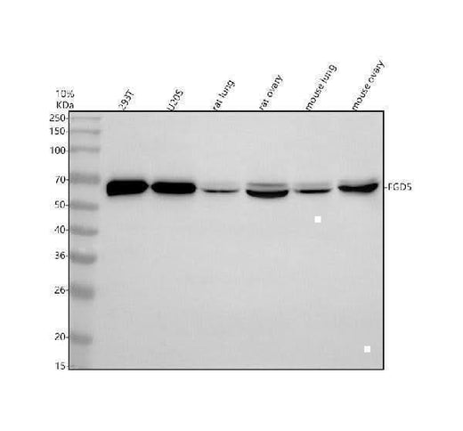 Anti-FGD5 Antibody Picoband® Boster Bio