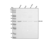 Anti-NSUN4 Antibody Picoband® Boster Bio