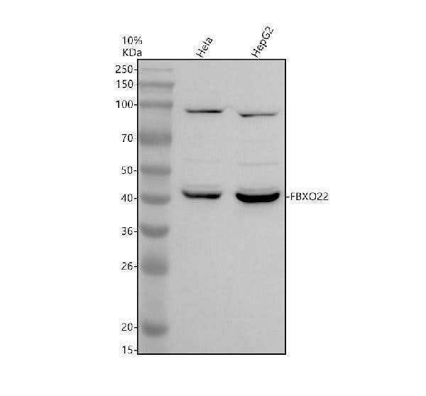 Anti-FBXO22 Antibody Picoband® Boster Bio