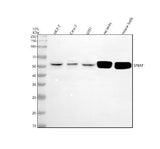 Anti-CBY2 Antibody Picoband® Boster Bio