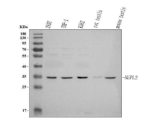 Anti-NUPL2/NUP42 Antibody Picoband® Boster Bio