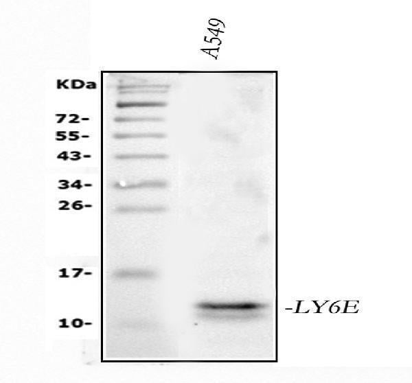 Anti-LY6E/SCA-2 Antibody Picoband® Boster Bio