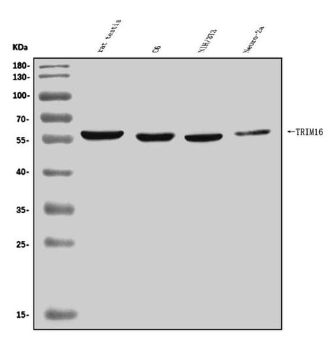 Anti-TRIM16 Antibody Picoband® Boster Bio